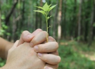 Наведем порядок вместе: наступило время «Зелёной Весны»