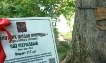 Голосуйте за дерево из Ленинградской области!