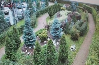 В Новом Девяткино ведутся работы по уходу за зелеными насаждениями