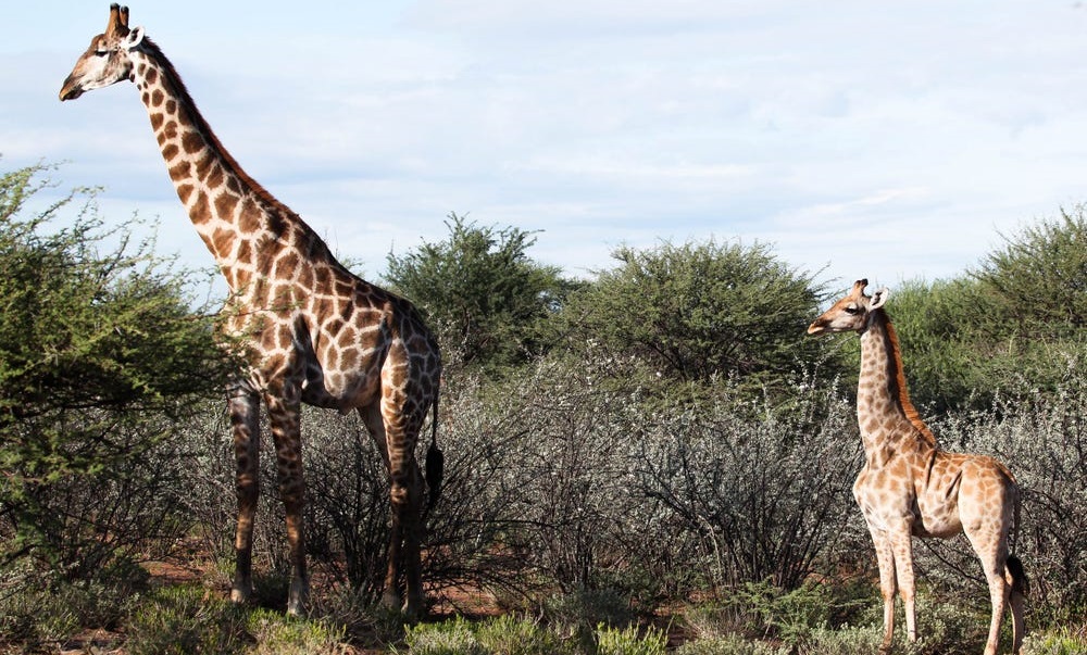 Карликовый жираф прямиком из Африки