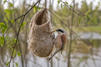 Кто забыл варежку?