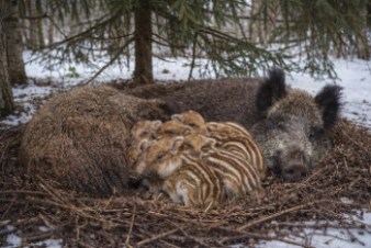 Ах, какое гайно! Или Гнёзда вьют не только птицы