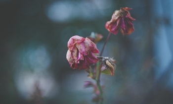 На Цветочной улице в Березках нет воды