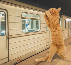 Кошачье метро