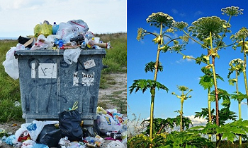 Жители Коммунара просят решить проблемы с мусором и борщевиком