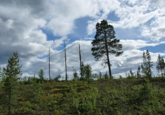 «Я очень хочу, чтобы звучала правда»