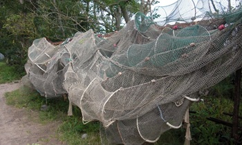 «Меня заманили в ловушку!»