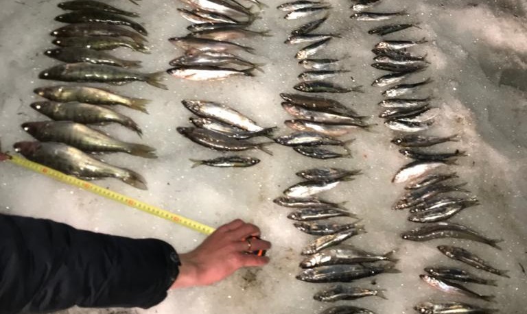 ФСБ держит на контроле незаконную рыбалку в Ленобласти