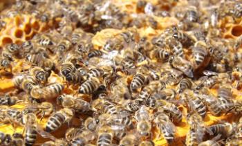 Внимание населения и пчеловодов