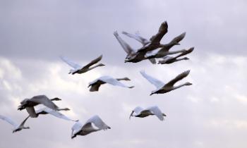 Близится сезон перелетных птиц. Прогноз погоды в СПб и Ленобласти