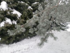 Зима-холода, всё как будто изо льда. Погода в СПб и Ленобласти