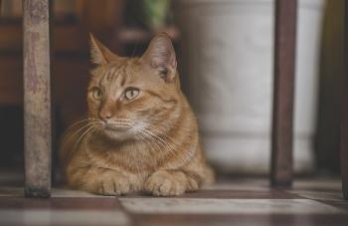 Во Всеволожском районе мужчину отправили на принудительные работы за убийство кота