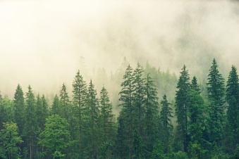 Ленобласть расширяет восстановление лесов