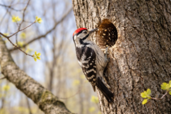 Маленький синоптик предсказал жаркое лето