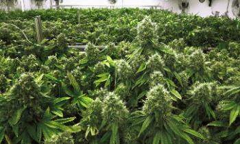 В Ленобласти за грядками с луком нашли плантацию марихуаны