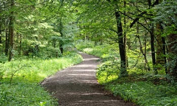 Искусство и природа – вместе по тропе