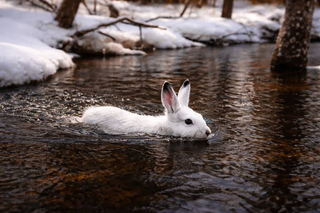 заяц_сгенерировано ИИ_ChatGPT Image 23 мар. 2026 г., 13_19_51.png заяц_сгенерировано ИИ_ChatGPT Image 23 мар. 2026 г., 13_19_51.png