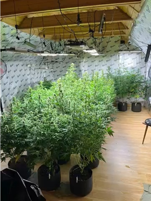 марихуана Мшинская1.jpg