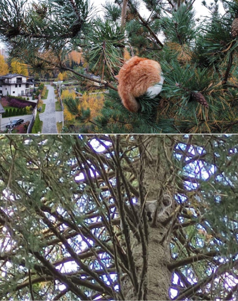 коты на деревьях.jpg