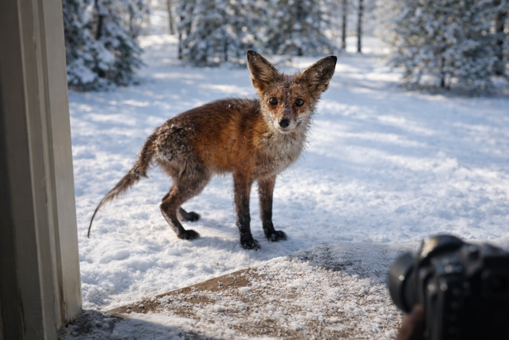 лис в Монрепо_сгенерировано ИИ.png