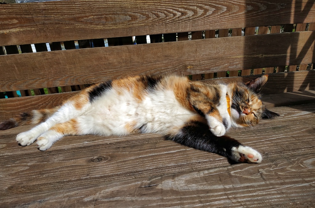 Ольга Соколова.jpeg