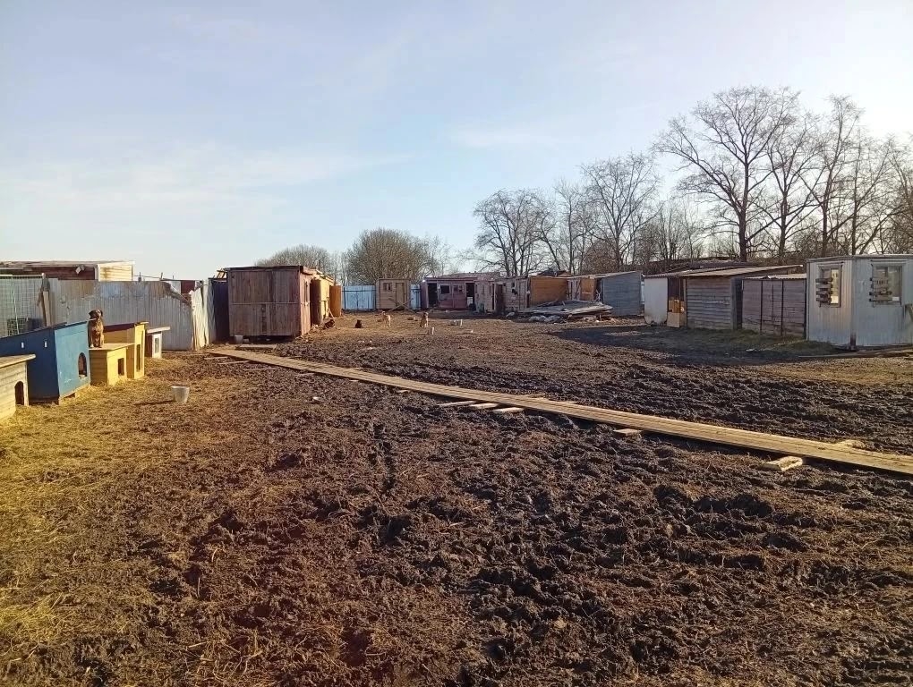 в приюте для животных2.jpg в приюте для животных2.jpg