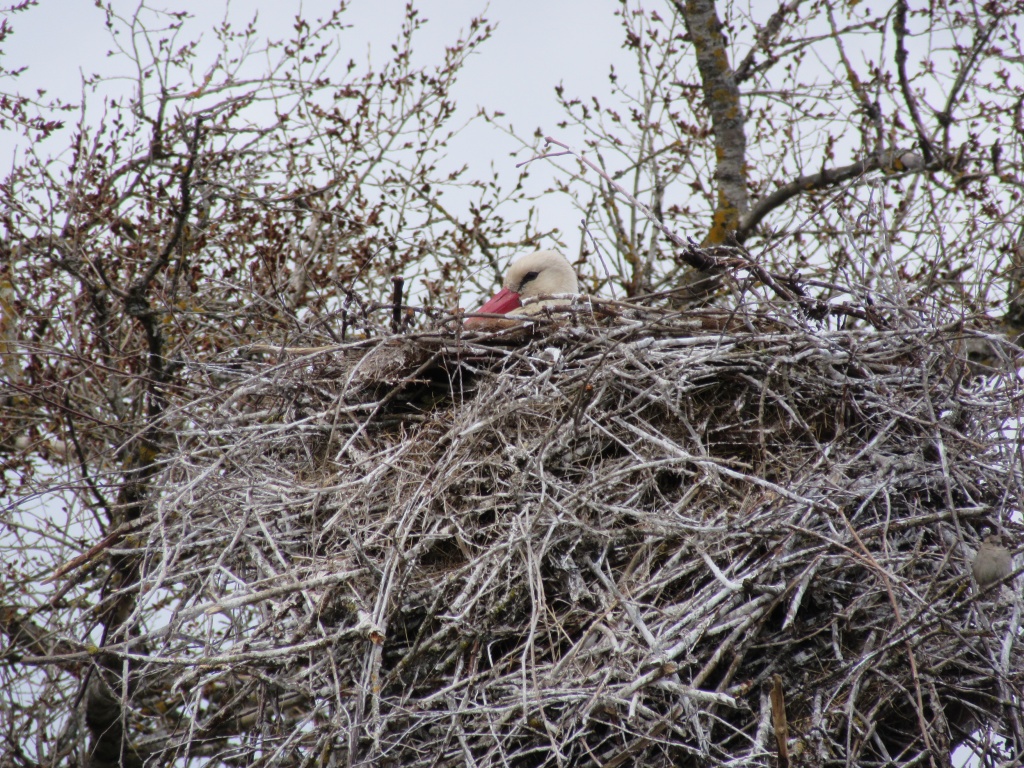 аист_1_фото Т Алмазовой.JPG