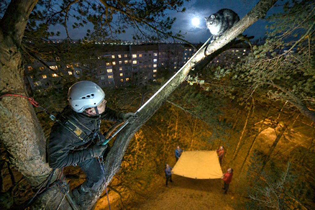 кот на дереве_3_ChatGPT Image 6 июл. 2026 г., 12_13_01.png кот на дереве_3_ChatGPT Image 6 июл. 2026 г., 12_13_01.png