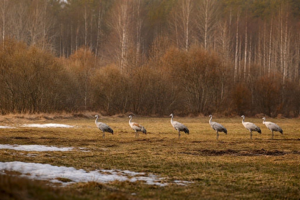 журавли_сгенерировано ИИ_ChatGPT Image 7 апр. 2026 г., 11_19_37.png