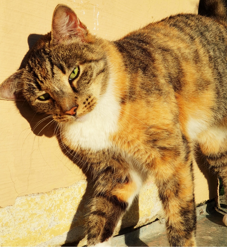 Дмитрий Грачёв.jpg