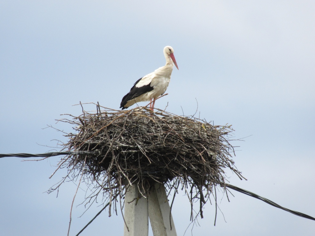 аист_2_фото Т Алмазовой.JPG